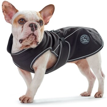 Ein Französischer Bulldogge trägt einen schwarzen Hundemantel mit reflektierenden Besätzen, mit einem Logo, das "OUTDOOR HUNTER 1980" liest.