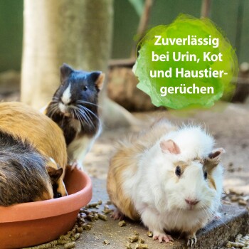 Meerschweinchen in verschiedenen Farben versammeln sich um eine Futterschüssel, mit Textüberlagerung, die besagt: "Zuverlässig bei Urin, Kot und Haustiergerüchen."