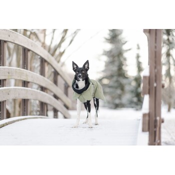 Ein schwarz-weißer Hund, der einen grünen Mantel trägt, steht auf einer schneebedeckten Brücke, umgeben von Bäumen in einer Winterlandschaft.