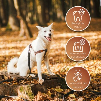 Ein glücklicher schwarz-brauner Hund mit einem lila Halsband steht im Gras, mit herausgestreckter Zunge, und Icons für Zahnreinigung, Zahnfleischmassage und Kauunterstützung.