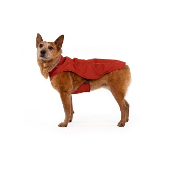 Ein brauner Hund trägt einen roten Haustiermantel mit reflektierenden Details und steht vor einem weißen Hintergrund.