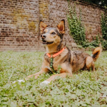 Ein glücklicher Hund mit braunem und schwarzem Fell, der ein orange-grünes Geschirr trägt, liegt auf grünem Gras vor einer Ziegelmauer.