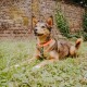 Ein glücklicher Hund mit braunem und schwarzem Fell, der ein orange-grünes Geschirr trägt, liegt auf grünem Gras vor einer Ziegelmauer.