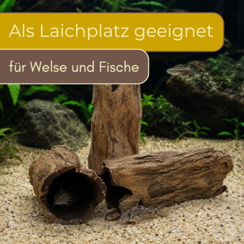 Treibholz-Höhlen im Aquarium mit Welsen und kleinen Tetras auf Sand; Text: 'Als Laichplatz geeignet und für Welse und Fische'