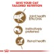 Infographic promoting tailored nutrition for cats, highlighting joint health (EPA/DHA), instinctive preference, and renal health.