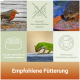 Collage: Vogel, Igel und Eidechse fressen Mehlwürmer mit Symbolen und der deutschen Überschrift 'Empfohlene Fütterung'.