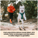 Eine Person in einer orangefarbenen Jacke läuft mit einem weißen Hund in einem blauen Geschirr auf einem grünen Schotterweg. Text darunter: "Und unterstütze deinen Hund dabei..."