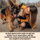 Ein Deutscher Schäferhund posiert mit herausgestreckter Zunge neben einer Person in einer gelben Jacke, die eine Leine hält, mit Text zur Verbesserung der Lebensqualität von Hunden.