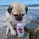 Ein Mops am Strand leckt an einer Flasche mit der Aufschrift "SENSITIVO", die besagt "HYPO-ALLERGEN SNACK für jeden HUND" und die Zutaten auflistet.
