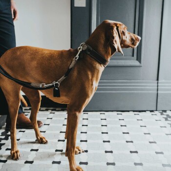 Ein brauner Hund steht auf einem gemusterten Boden, trägt ein schwarzes Halsband und eine Leine, neben ihm steht eine Person in dunklen Hosen.