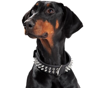 Eine Nahaufnahme des Kopfes eines Dobermanns, der ein stacheliges schwarzes Halsband trägt, das sein glänzendes Fell und seinen aufmerksamen Ausdruck zeigt.