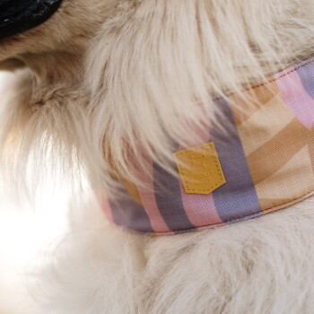 Nahaufnahme eines flauschigen weißen Hundes mit gestreiftem pink-lila-orangefarbenem Bandana und gelbem "WOOLLY WOLF"-Anhänger