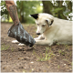 Eine Person mit einem tätowierten Arm, die einem Hund einen schwarzen Schutzschuh an die Pfote anlegt, während der Hund auf dem Boden in einer natürlichen Umgebung liegt.