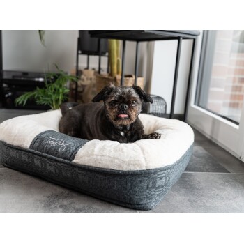 Ein kleiner, schwarzer Hund mit kurzer Schnauze liegt in einem plüschigen, cremefarbenen und grauen Haustierbett und streckt die Zunge heraus.