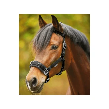 Eine Nahaufnahme eines braunen Pferdes mit einer schwarzen Halfter, vor einem verschwommenen grünen Hintergrund, das seine Mähne und Gesichtszüge zeigt.