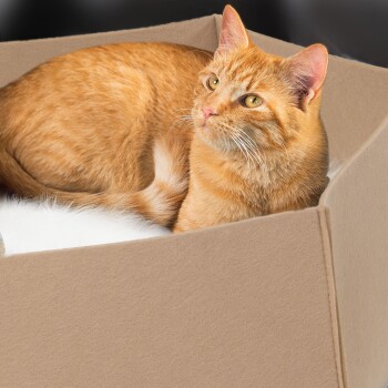 Eine orange getigerte Katze, die bequem in einem weichen, beigen Haustierbett mit weißem Innenraum liegt und neugierig in die Kamera schaut.