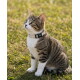 Getigerte und weiße Katze sitzt im Gras und trägt ein beiges Halsband mit einem schwarzen Anhänger mit der Aufschrift lionto, schaut nach oben.