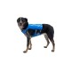 Ein schwarz-brauner Hund, der ein leuchtend blaues Geschirr mit reflektierenden Streifen trägt, steht vor einem weißen Hintergrund.