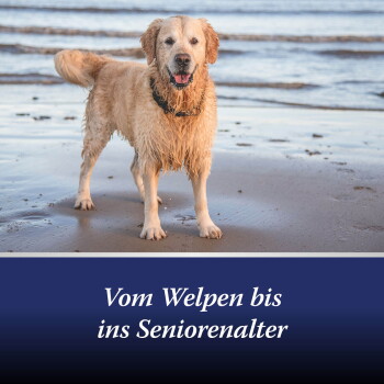 Nasser Golden Retriever steht am Strand; Untertitel: “Vom Welpen bis ins Seniorenalter”.