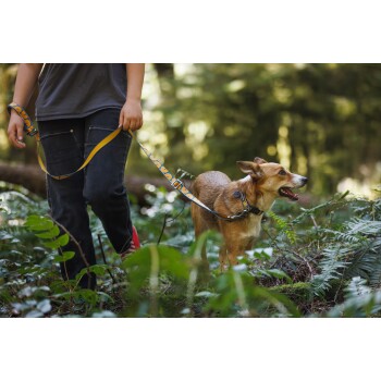 Eine Person in einem grauen Shirt und schwarzen Jeans führt einen glücklichen braunen Hund an der Leine durch einen üppigen grünen Wald.