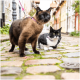 Zwei an der Leine geführte Katzen auf einer Kopfsteinpflasterstraße: eine braune Siamesin im rosa Geschirr und eine schwarz-weiße Tuxedo-Katze mit Halsband.