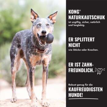 Blue Heeler-Hund hält ein schwarzes KONG-Spielzeug; rechte Spalte lautet 'KONG NATURKAUTSCHUK', 'Er splittet nicht', 'Er ist zahnfreundlich'.