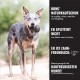 Blue Heeler-Hund hält ein schwarzes KONG-Spielzeug; rechte Spalte lautet 'KONG NATURKAUTSCHUK', 'Er splittet nicht', 'Er ist zahnfreundlich'.