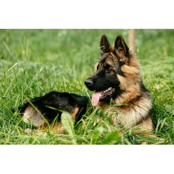 Langhaariger Deutscher Schäferhund liegt im hohen grünen Gras, schwarz-braunes Fell, Zunge herausgestreckt, trägt ein Halsband.