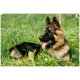 Langhaariger Deutscher Schäferhund liegt im hohen grünen Gras, schwarz-braunes Fell, Zunge herausgestreckt, trägt ein Halsband.