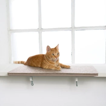 Eine orange getigerte Katze, die auf einem beigen Katzenregal neben einem Fenster entspannt, mit einem sanften, neutralen Hintergrund.