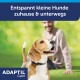 Beagle trägt ADAPTIL Calm Halsband auf der Wiese, Besitzer verschwommen im Hintergrund; zeigt Text: 'Entspannt kleine Hunde zuhause & unterwegs'.