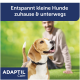 Beagle trägt ADAPTIL Calm Halsband auf der Wiese, Besitzer verschwommen im Hintergrund; zeigt Text: 'Entspannt kleine Hunde zuhause & unterwegs'.