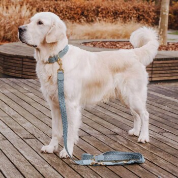 Ein Golden Retriever steht auf einer Holzterrasse, trägt ein hellblaues Halsband und eine Leine mit goldenen Beschlägen und schaut selbstbewusst zur Seite.