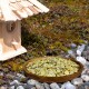 Ein hölzernes Vogelhaus neben einem runden Teller, der mit grünlichen Flocken gefüllt ist, auf einer felsigen Oberfläche mit Moos und Pflanzen im Hintergrund.