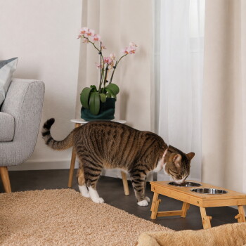 Getigerte Katze mit weißen Pfoten und rosa Halsband frisst aus einem erhöhten doppelten Holznapf-Futterspender in einem Wohnzimmer mit Orchidee.