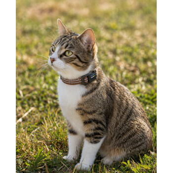 Getigerte Katze mit weißer Brust sitzt im Gras und trägt ein braunes Halsband mit einem Anhänger mit der Aufschrift Fiona.