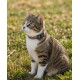 Getigerte Katze mit weißer Brust sitzt im Gras und trägt ein braunes Halsband mit einem Anhänger mit der Aufschrift Fiona.