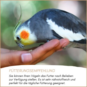 Gemischte Vogelfuttersaatmischung mit Sonnenblumenkernen, Hirse, Hafer, Buchweizen, Hanf und Leinsamen, auf Deutsch beschriftet.