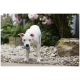 Weißer Hund trägt ein blaues Gummispielzeug im Maul und läuft auf einem kieseligen Gartenweg.