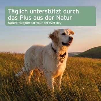 Ein Golden Retriever auf einem grasbewachsenen Feld bei Sonnenuntergang, mit Textüberlagerung: "Natürliche Unterstützung für Ihr Haustier jeden Tag."