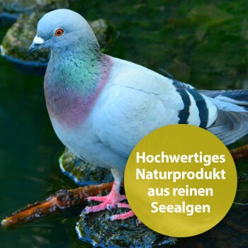 Nahaufnahme einer Taube, die auf einem Stein nahe Wasser steht, mit einem kreisförmigen Textüberlagerung, die 'Hochwertiges Naturprodukt aus reinen Seealgen' besagt.