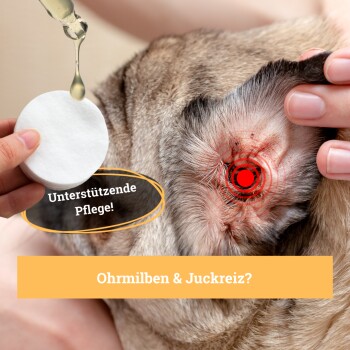 Eine Nahaufnahme eines Hundesohres, das mit Öl behandelt wird, mit einer Hand, die ein Wattepad hält. Text lautet "Unterstützende Pflege!" und "Ohrmilben & Juckreiz?"