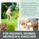Ein verspielter Hund springt nach einem blauen Ball in einer grünen Umgebung, mit Text über Gelenkunterstützung und Vorteile für Haustiere.
