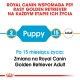 Przewodnik po produktach Royal Canin dla złotych retrieverów, wskazujący etapy karmienia: "Szczeniak" w wieku 2 miesięcy i "Dorosły" w wieku 15 miesięcy.