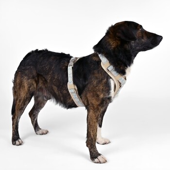 Seitenansicht eines mittelgroßen Hundes, der ein stilvolles beige-blau gemustertes Geschirr trägt, auf einem weißen Hintergrund stehend.