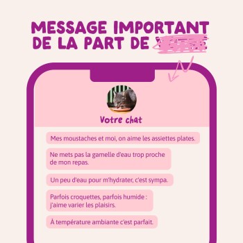 Graphique de type téléphone avec photo de chat intitulée « Votre chat », en-tête « Message important... » et notes sur l'alimentation et l'eau.