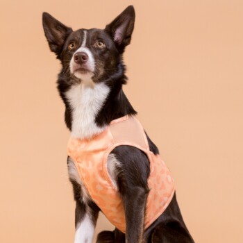 Schwarz-weißer Hund, der eine pfirsichfarbene, gemusterte Weste vor einem pfirsichfarbenen Hintergrund trägt.