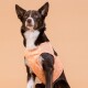Schwarz-weißer Hund, der eine pfirsichfarbene, gemusterte Weste vor einem pfirsichfarbenen Hintergrund trägt.