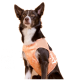Schwarz-weißer Hund, der eine pfirsichfarbene, gemusterte Weste vor einem pfirsichfarbenen Hintergrund trägt.