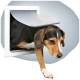 Ein Beagle-Hund, der aus einer Haustiertür herauskommt, mit Kopf und Vorderpfote sichtbar, vor einem grauen Hintergrund.